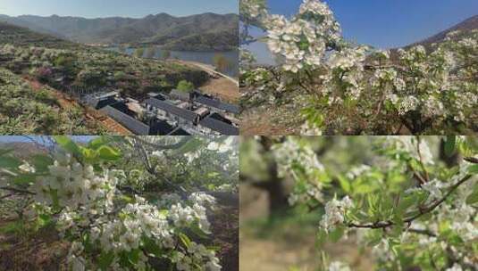 航拍山东威海里口山姜家疃村的梨花高清在线视频素材下载