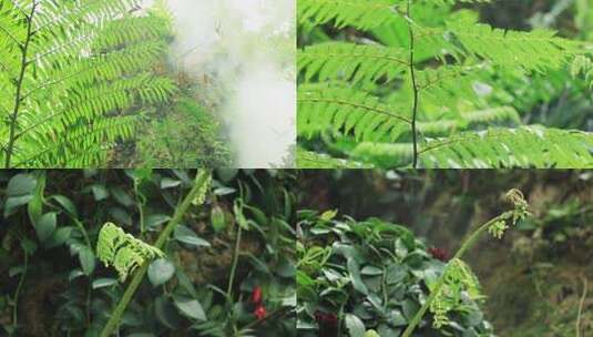 桫椤叶台湾桫椤蛇木树蕨蕨类植物高清在线视频素材下载