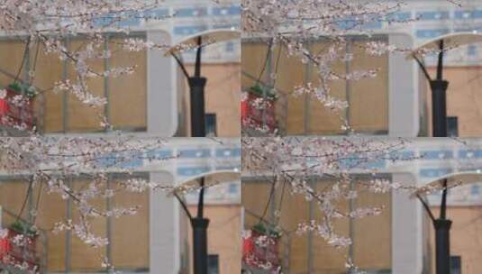春天在微风中盛开的桃花高清在线视频素材下载