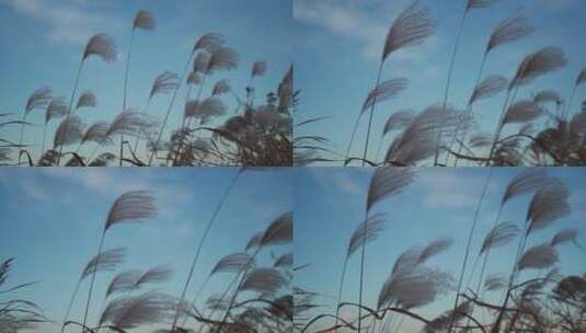 秋天江边微风吹拂装饰草高清在线视频素材下载