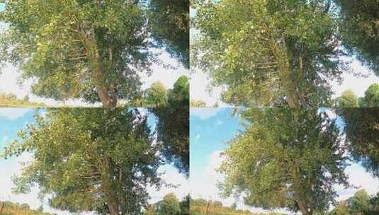 夏季树晴天大树高清在线视频素材下载