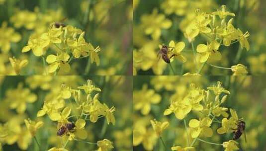 蜜蜂与油菜花高清在线视频素材下载