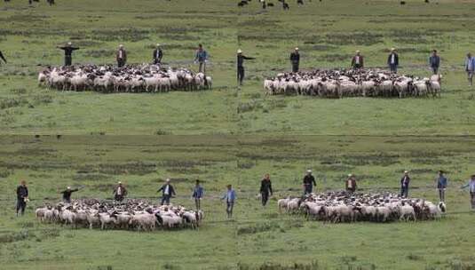 青海祁连山草原牧场圈养的牧民高清在线视频素材下载