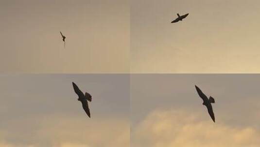 一只雄鹰在空中展翅翱翔高清在线视频素材下载