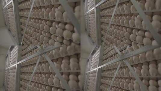 鸡蛋养鸡场鸡蛋孵化车间鸡蛋扫光LOG高清在线视频素材下载
