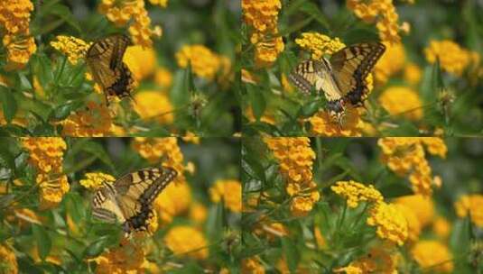 花朵上的黄色蝴蝶高清在线视频素材下载