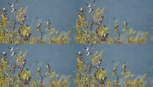 鸟 4k鸟语花香春天森林飞鸟湿地鸟类鸟群高清在线视频素材下载
