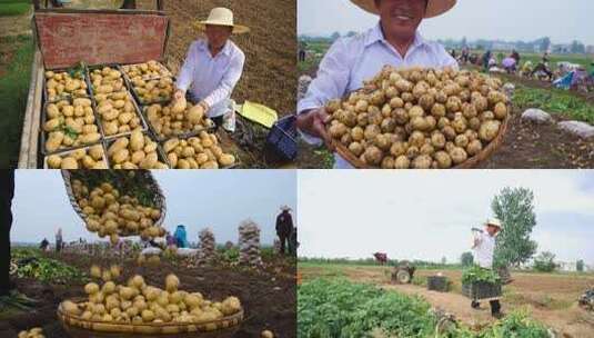 土豆田土豆收割高清在线视频素材下载