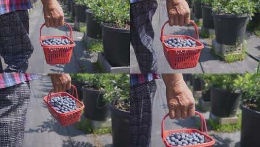 农民将采摘的蓝莓放入篮筐高清在线视频素材下载