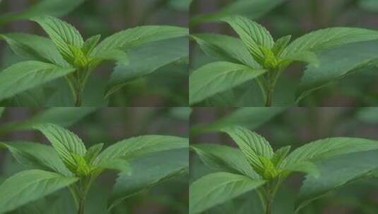 薄荷叶 微距特写高清在线视频素材下载