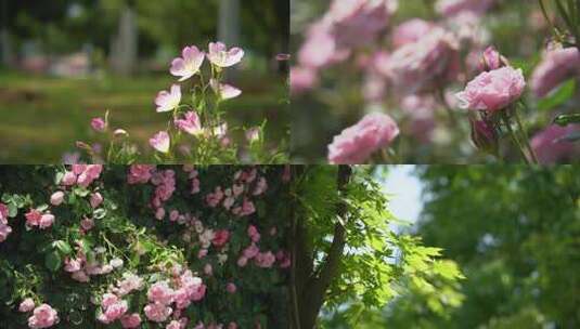 唯美小清新春天夏天阳光下树叶花朵高清在线视频素材下载