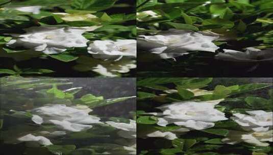 下雨栀子花合集花瓣水滴 露水高清在线视频素材下载