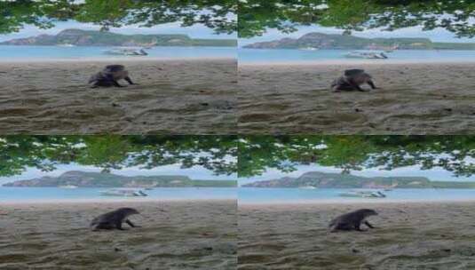 沙滩上四处观望的猴子高清在线视频素材下载