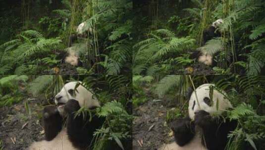 野外大熊猫吃竹子高清在线视频素材下载