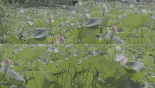 池塘里生长的的荷花盛开的何花slog3实拍高清在线视频素材下载
