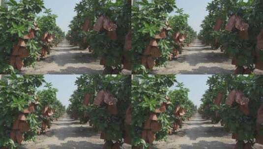 农田种植物柚子成熟高清在线视频素材下载