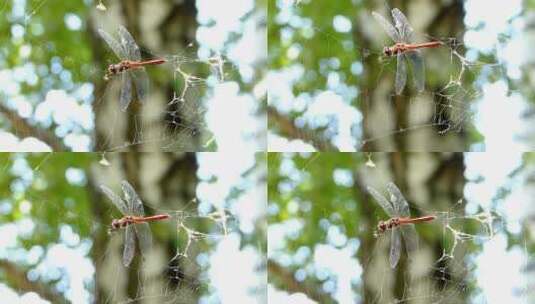 蜻蜓被困在蜘蛛网上高清在线视频素材下载