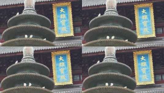 苏州阳澄湖重元寺大雄宝殿前的白鸽高清在线视频素材下载