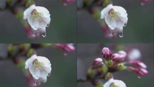 大自然中的树叶美景花朵绽放高清在线视频素材下载