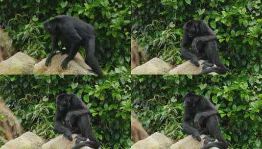 动物园里的黑猩猩高清在线视频素材下载