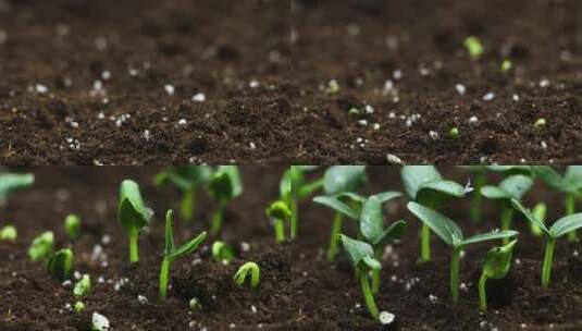 植物延时摄影高清在线视频素材下载