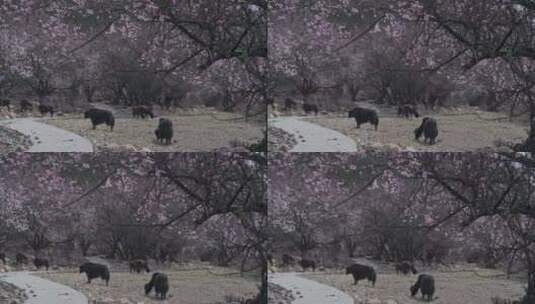 西藏林芝桃花树下的牦牛高清在线视频素材下载