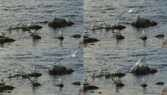 海岩上的海鸟2高清在线视频素材下载