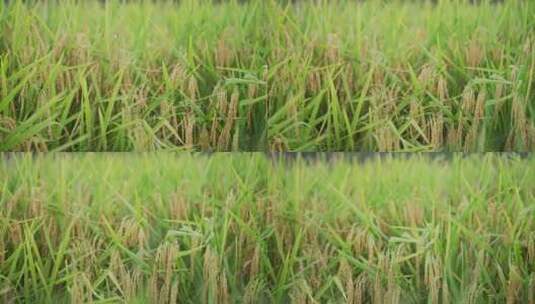 村庄旁边成熟的稻田稻子高清在线视频素材下载