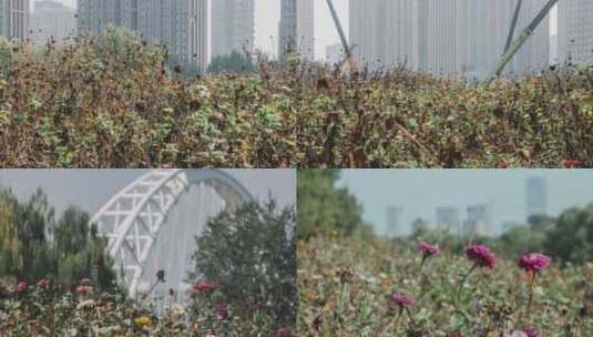 残花败叶秋季城市建筑高清在线视频素材下载