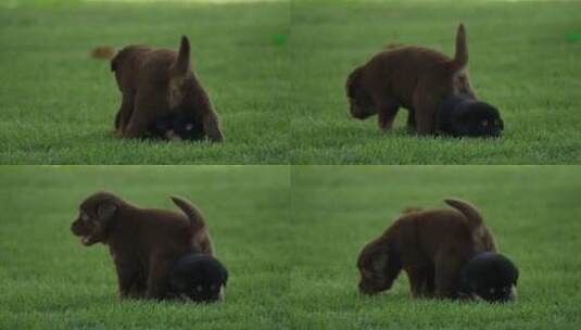 草地上可爱的小奶狗高清在线视频素材下载