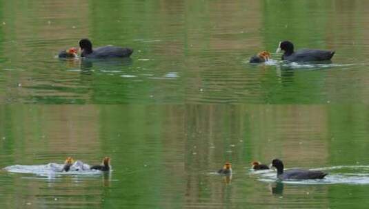 湖面上鸭子妈妈带着小鸭子学习觅食高清在线视频素材下载