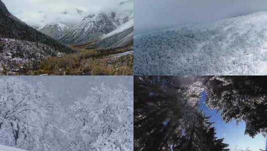 冬天大雪覆盖森林场景高清在线视频素材下载