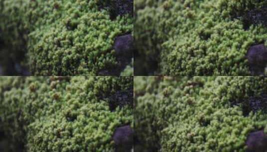 大自然森林生态环境土壤苔藓特写高清在线视频素材下载