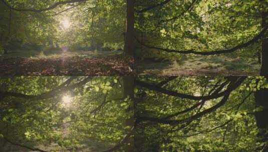 树枝树叶阳光高清在线视频素材下载