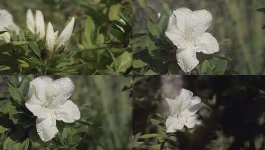 5K-古树茶花，雨中古茶树花慢镜头高清在线视频素材下载