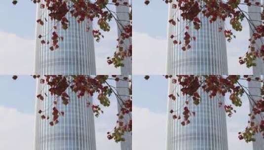 透过树枝树叶看中国华润大厦高清在线视频素材下载