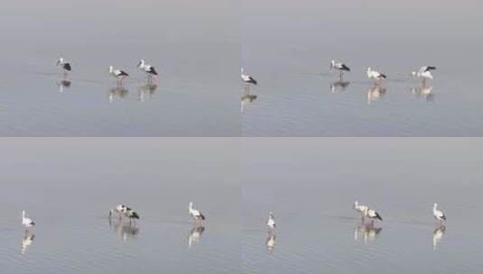 鄱阳湖候鸟越冬航拍高清在线视频素材下载