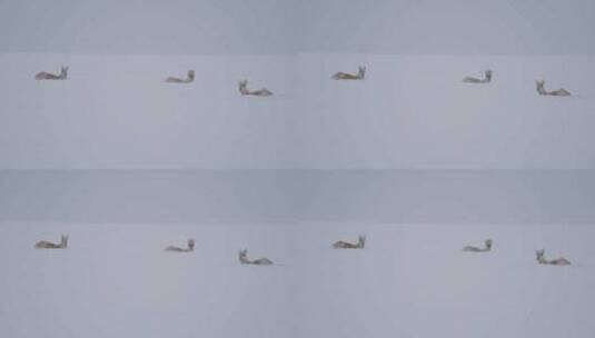 三只雪地里休息的黄羊蒙原羚高清在线视频素材下载