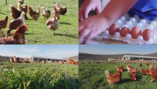 农场新鲜鸡蛋高清在线视频素材下载