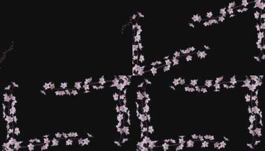 盛开的樱桃枝-白花-屏幕框架进出-Alp高清在线视频素材下载
