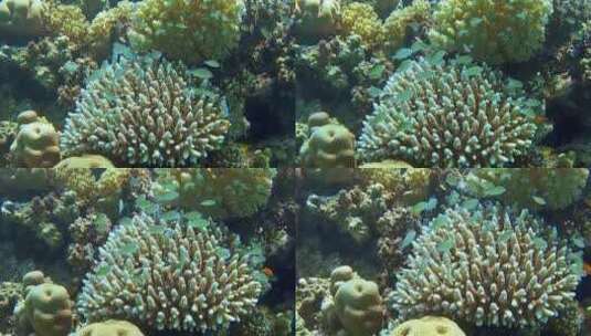 珊瑚 海洋 海底  海底世界高清在线视频素材下载