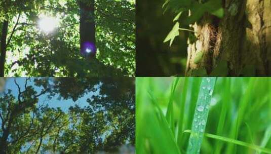 阳光植物希望森林树林树大自然生态高清在线视频素材下载