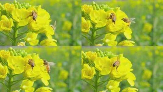 春天油菜花上采蜜授粉的蜜蜂飞行慢镜头高清在线视频素材下载