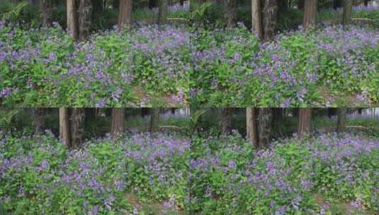 春天苏州上方山公园鲜花盛开高清在线视频素材下载