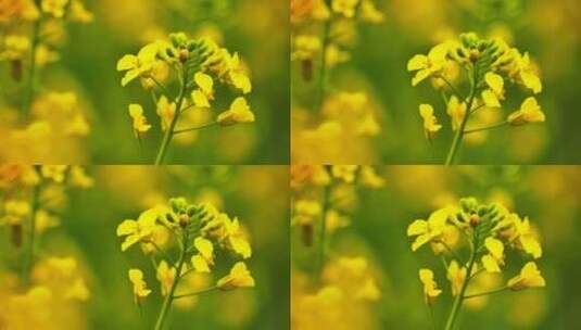 4k春天油菜花间蜜蜂采蜜微距特写高清在线视频素材下载