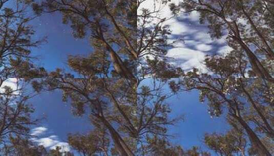 延时拍摄树林天空高清在线视频素材下载