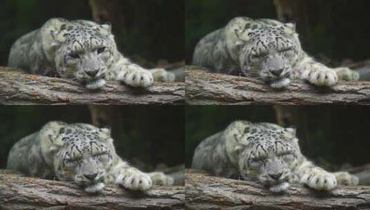 动物园里的雪豹视频高清在线视频素材下载
