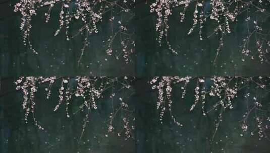 春天阳光下盛开的桃花花朵升格慢镜头高清在线视频素材下载