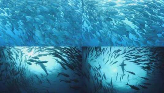 海底壮观鱼群高清在线视频素材下载