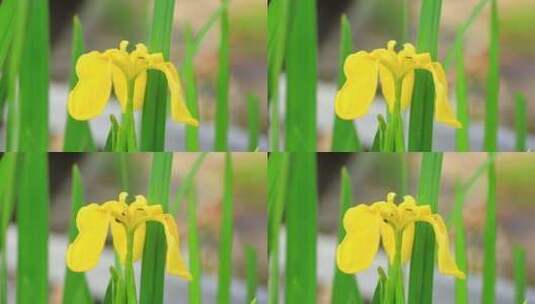 鸢尾花特写高清在线视频素材下载